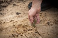 Блаженніший Святослав разом зі священниками висадив саджанці у лісі на&nbsp;Київщині