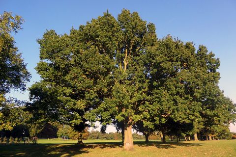 «Здай макулатуру — збережи дерево — наблизь Перемогу» — нова екосоціальна ініціатива УГКЦ